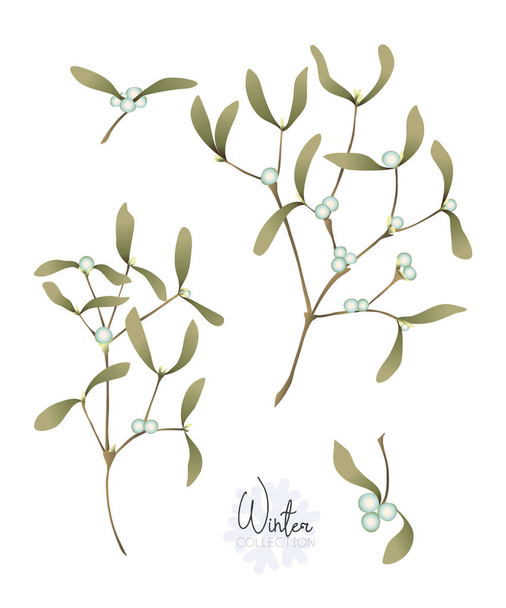 Set with the branches of mistletoe. Isolated on white background. Colored vector illustration.  - Vetor, Imagem