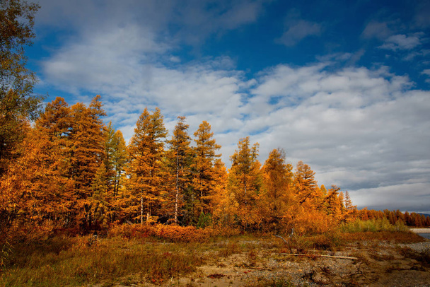 Russia. Magadan region. Autumn taiga on permafrost. - Φωτογραφία, εικόνα