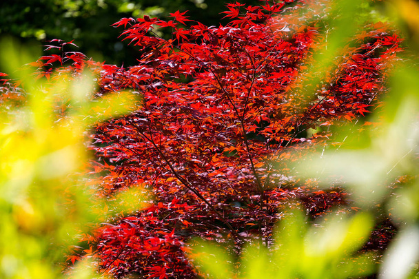 Hátország arany és piros őszi levelek bekeretezett világos sárga a fókusz levelek - Fotó, kép