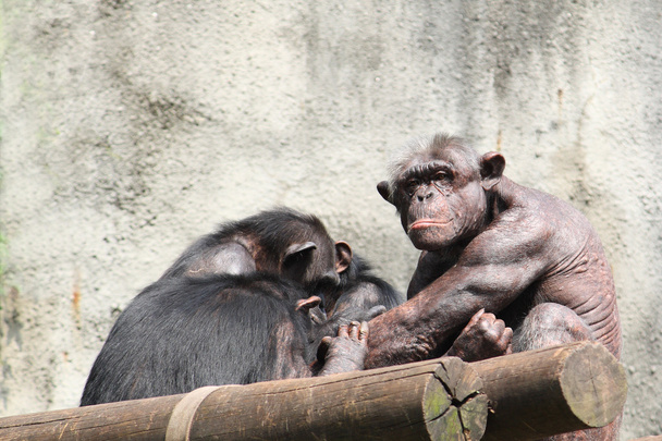 Чоловічий шимпанзе
 - Фото, зображення