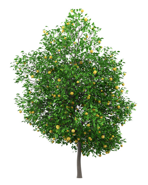 Grapefruit drzewo z grejpfrutów, izolowana na białym tle. ilustracja 3D - Zdjęcie, obraz
