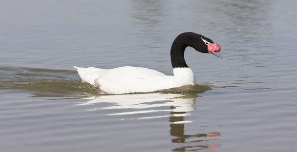 One black-necked swan swimming on a pond in sunlight - Фото, изображение