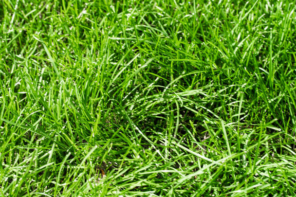 bulanık bokeh arka planı yeşil çimen - Fotoğraf, Görsel