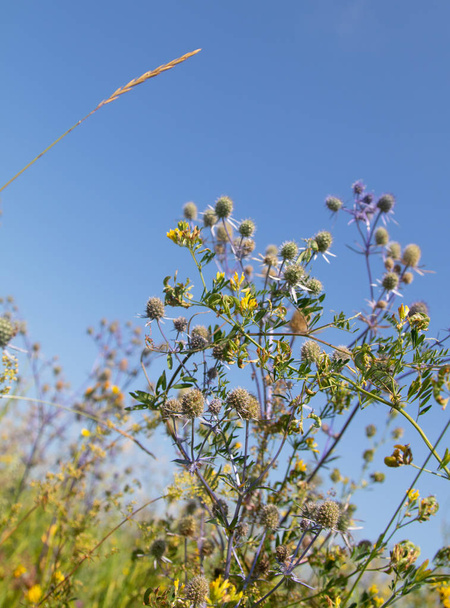 Serratula coronata. Blue sky background. Selective focus, social network concept. - Photo, Image