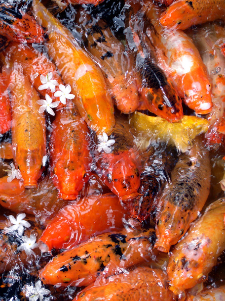 Koi (poisson rouge) dans une frénésie alimentaire
 - Photo, image