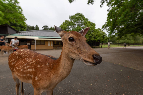 Nodding caro di Nara, Giappone tra il pittoresco parco naturale
. - Foto, immagini