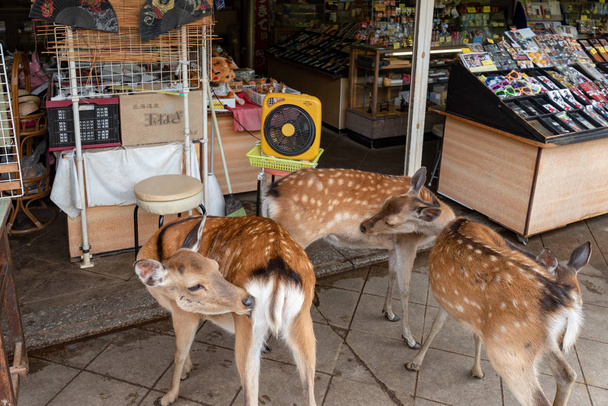 Nodding rakas Nara, Japani joukossa viehättävä luonnonpuisto
. - Valokuva, kuva