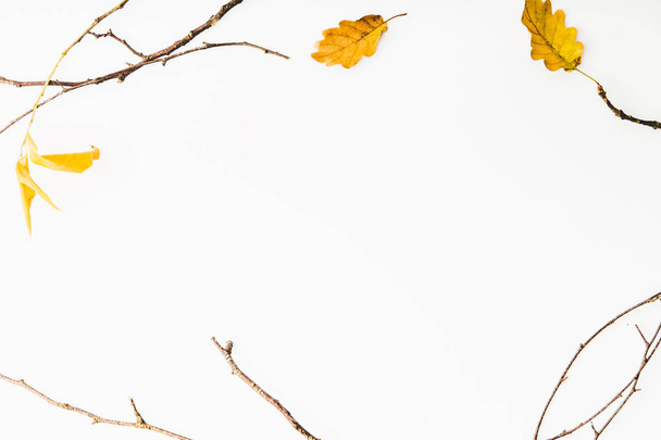 top view of autumn background, flat lay with autumn leaves and branches isolated on white - Photo, image