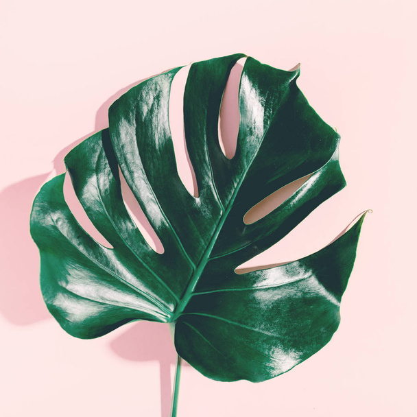top view of Monstera leaf on pink background, Summer nature fashion concept - Фото, изображение