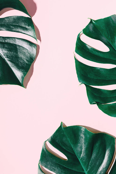 elevated view of Monstera leaves on pink background, Summer nature fashion concept - Fotoğraf, Görsel