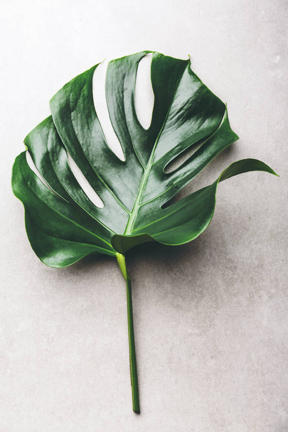top view of Monstera leaf on white background, Summer nature fashion concept - 写真・画像