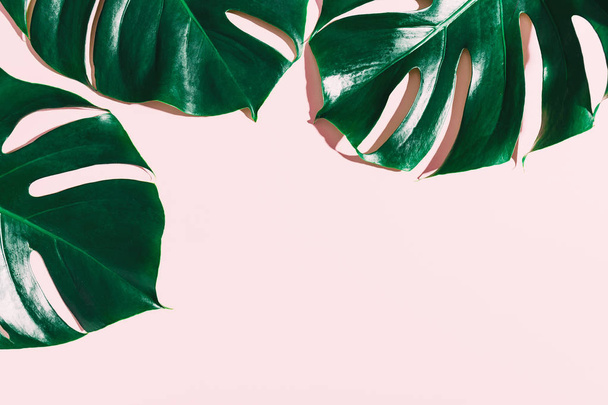 top view of Monstera leaves on pink background, Summer nature fashion concept - Photo, image