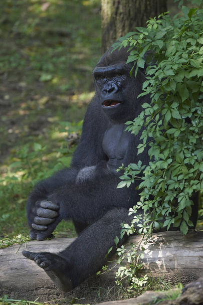 Retrato de primer plano del gorila occidental de las tierras bajas
 - Foto, Imagen
