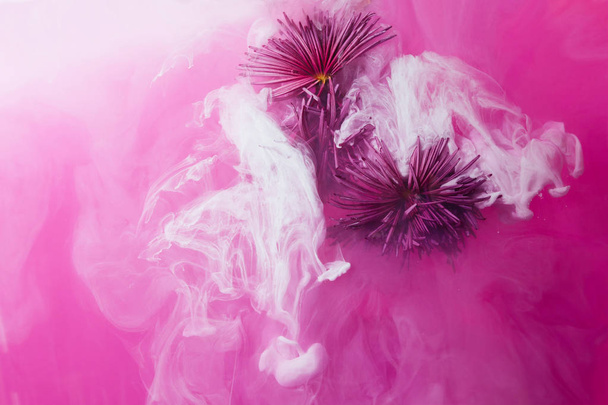 Różowy chrysanthemum z zielonych liści wewnątrz fioletowy wody z białej farby akrylowe. Stylu przypominającym akwarele i abstrakcyjny obraz różowy Złoty stokrotka. - Zdjęcie, obraz