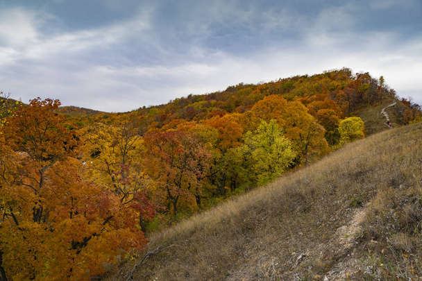 mountain covered with gold autumn forest - Foto, Imagen