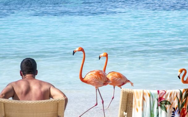 Rückansicht eines Mannes, der an einem karibischen Strand sitzt und drei rosa Flamingos gemächlich an ihm vorbeischlendern - Foto, Bild