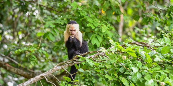 Capuchinho de cabeça branca (Cebus capucinus). Macaco de tamanho médio da família Cebidae subfamília Cebinae, em sua casa natal em uma selva ao longo do Canal do Panamá
. - Foto, Imagem