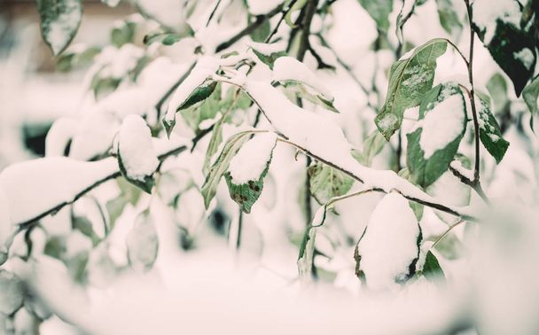 First snowfall. Apple leaves in the snow - Photo, Image