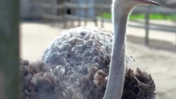 Struisvogel boerderij in Oekraïne, grote vogels uit het hek, struisvogels wandeling op een grote boerderij, grappige plannen voor grappige vogels, dierlijk leven in beperkte omstandigheden, business op vogels, boerderij activiteiten - Video
