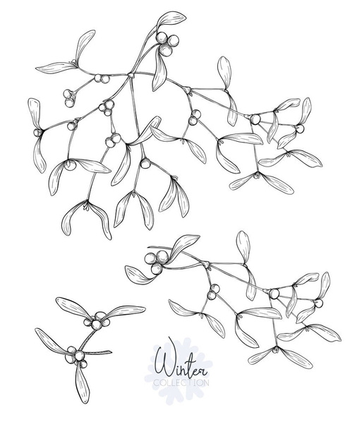 Set with the branches of mistletoe. Isolated on white background. Graphic drawing, engraving style. vector illustration. - Vektör, Görsel