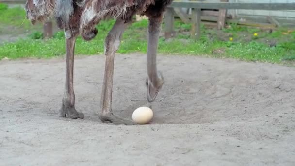 Ostrich farm in Ukraine, big birds in the fence, ostriches walk on a big farm, funny plans for funny birds, animal life in limited conditions, business on birds, farm activities - Footage, Video