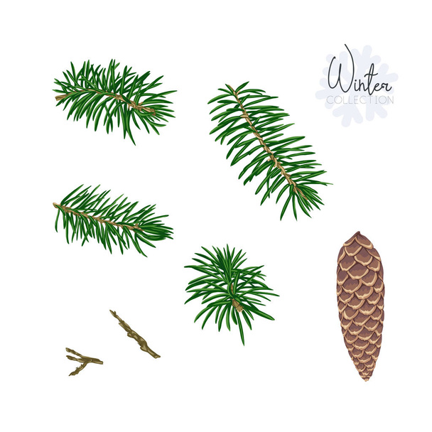 Set with fir-tree branches and cones. Isolated on white background. Colored vector illustration - Vektor, Bild