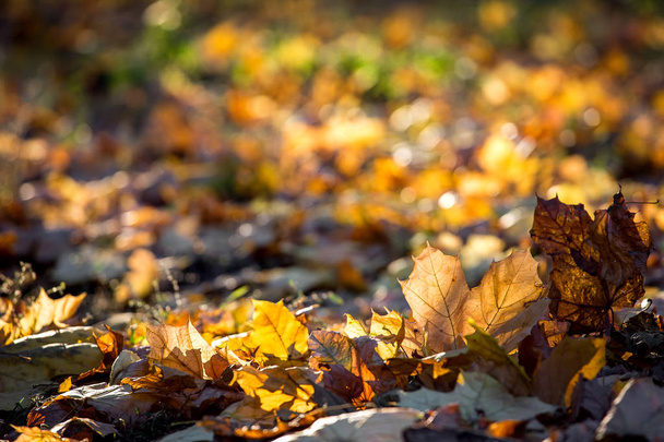 Κίτρινο το φθινόπωρο τα φύλλα στις ηλιοβασίλεμα ακτίνες του ήλιου που φιλτράρονται, ευκρίνεια στα φύλλα σε πρώτο πλάνο πίσω από το φόντο στο bokeh με χώρο για κείμενο. - Φωτογραφία, εικόνα