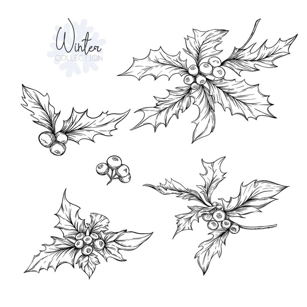 Set with branches of holly.  Graphic drawing, engraving style. vector illustration.. Isolated on white background - ベクター画像