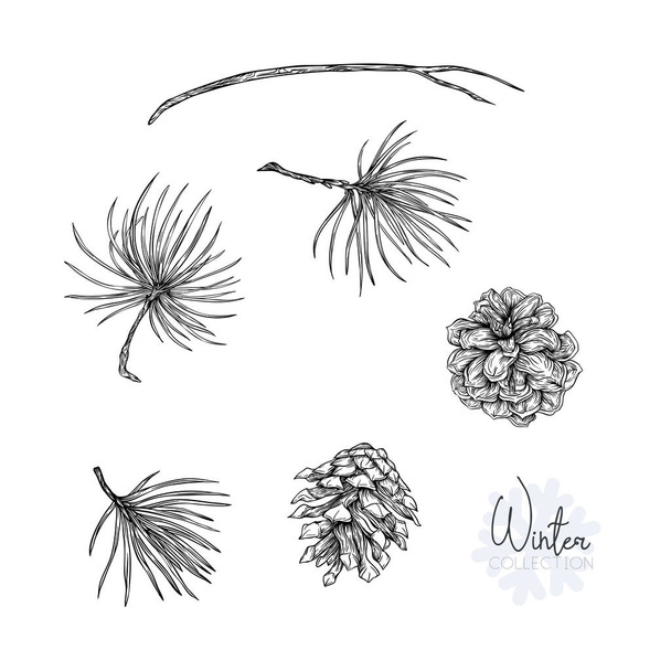 Set with pine branches and cones. Graphic drawing, engraving style. vector illustration.. Isolated on white background - Vektor, Bild