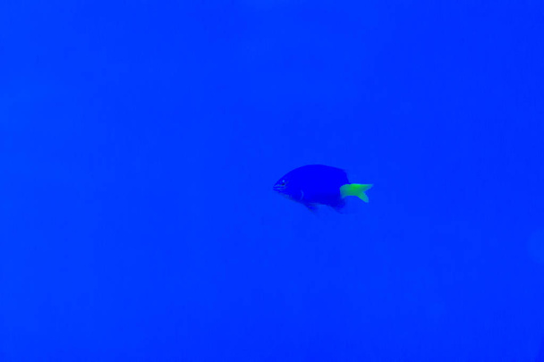 Cute Chrysiptera cyanea fish, also known as blue damselfish, blue demoiselle, blue devil, cornflower sergeant-major, Hedley's damselfish, red tail Australian damsel, sapphire devil, sky-blue damsel. - 写真・画像