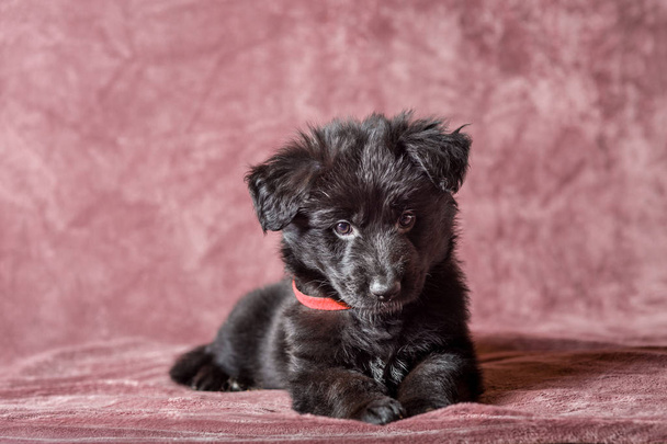 Long-haired black German shepherd puppy studio  - Foto, imagen