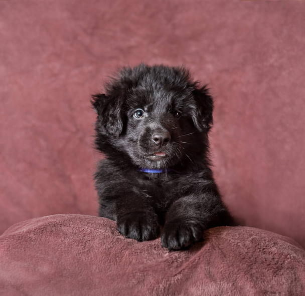 Long-haired black German shepherd puppy studio  - Zdjęcie, obraz