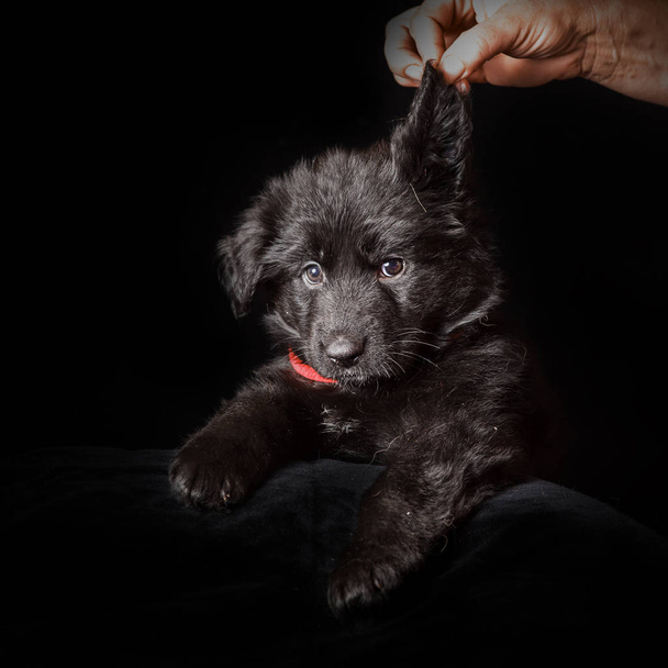 German shepherd puppies studio portrait on black - Foto, imagen