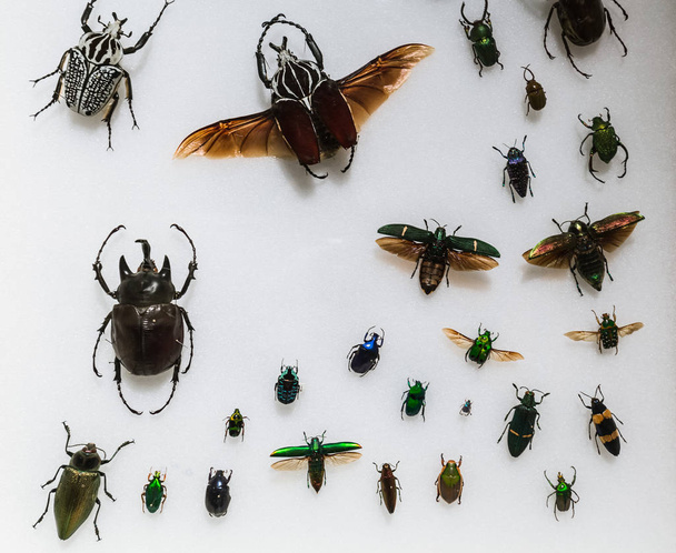 gran vista de primer plano increíble de muchos insectos de varios colores, moscas, insectos sobre fondo grisáceo claro
 - Foto, imagen