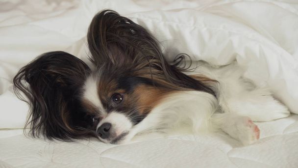 Hermoso perro Papillon se encuentra debajo de la manta en la cama y mira a su alrededor
 - Foto, Imagen