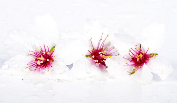Blossoming almond flowers - Photo, Image