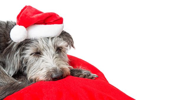 Tired dog wearing Santa hat lying on red Christmas bed and sleeping isolated on white background, close-up  - Foto, Imagen