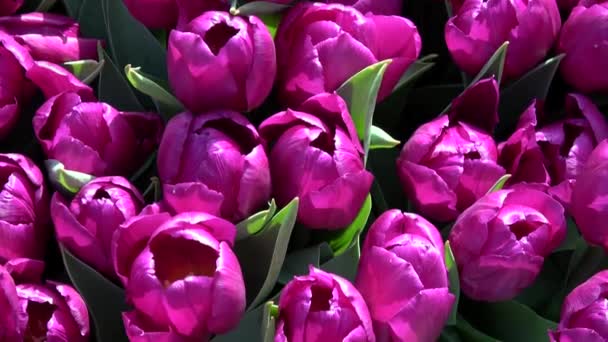 Tulips  form a genus of spring-blooming perennial herbaceous bulbiferous geophytes.  - Footage, Video