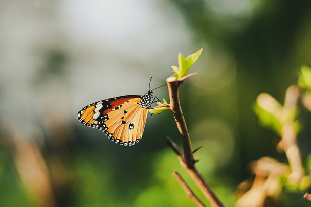 Primo piano farfalla monarca sul fiore n sfocato sfondo giallo sole, Copia lo spazio per il tuo testo
. - Foto, immagini