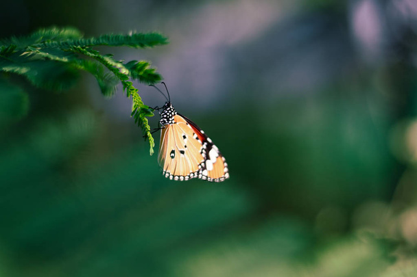 Primo piano farfalla monarca sul fiore n sfocato sfondo giallo sole, Copia lo spazio per il tuo testo
. - Foto, immagini