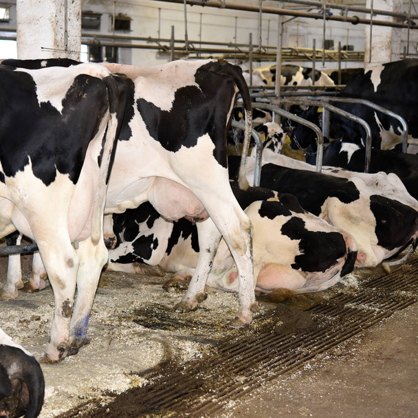 Το περιεχόμενο των αγελάδων στον αχυρώνα του ένα αγρόκτημα γαλακτοπαραγωγής. - Φωτογραφία, εικόνα