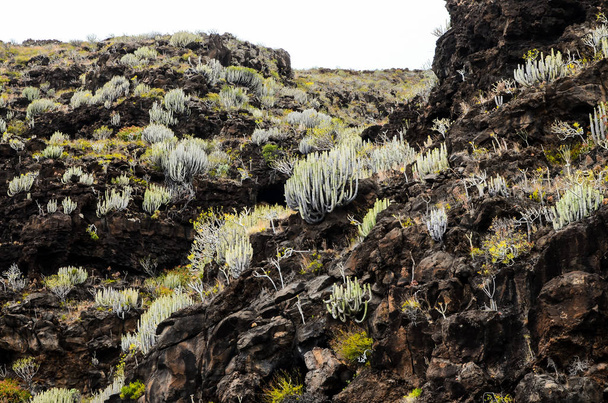 Cactus on the Black Basaltic Volcanic Mountain in El Hierro Canary Island - Photo, Image