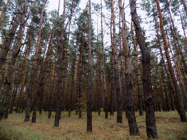 Pine forest background. Nature texture. Woods landscape      - Foto, immagini