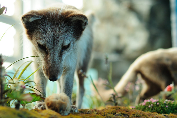 Arctic fox hunting - Photo, Image