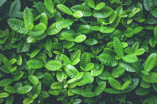achtergrond van groene bladeren close-up  - Foto, afbeelding