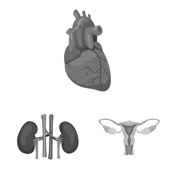 Vector illustration of body and human icon. Collection of body and medical stock symbol for web. - Вектор,изображение