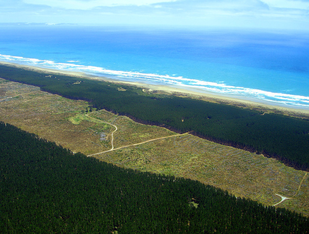 Plantación aérea de pino del bosque de Aupouri
 - Foto, imagen