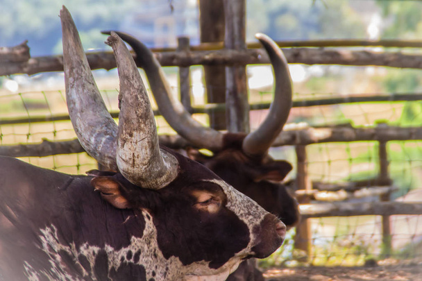 Cute Ankole-Watusi bull with very large horns in the farm. The Ankole-Watusi is a modern American breed of domestic cattle. It derives from the Ankole group of central Africa. - Фото, изображение