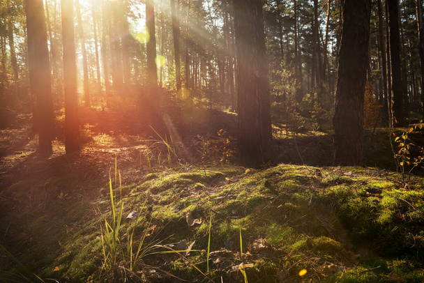 Forêt de pins tôt le matin, les rayons du soleil à travers les arbres
. - Photo, image