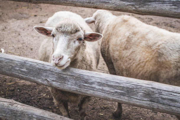 Цікаві молоді вівці стоять за дерев'яним парканом. Домашня тварина. Виробництво вовни. Тема фермерства та тваринництва
. - Фото, зображення